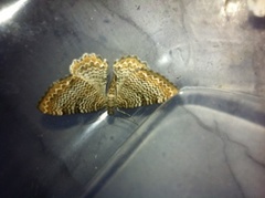 Scallop Shell (Rheumaptera undulata)