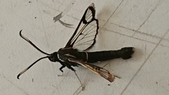 Oreglassvinge (Synanthedon spheciformis)