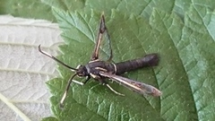 Oreglassvinge (Synanthedon spheciformis)