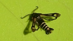 Raspberry Clearwing (Pennisetia hylaeiformis)