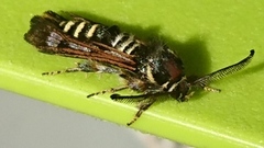 Raspberry Clearwing (Pennisetia hylaeiformis)