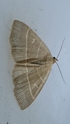 Olive Crescent (Trisateles emortualis)