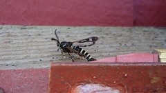 Raspberry Clearwing (Pennisetia hylaeiformis)