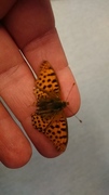 Queen of Spain Fritillary (Issoria lathonia)