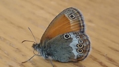 Pearly Heath (Coenonympha arcania)