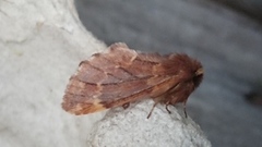 Plumed Prominent (Ptilophora plumigera)