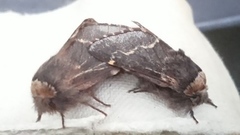 December Moth (Poecilocampa populi)