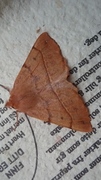 Feathered Thorn (Colotois pennaria)