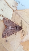 Plumed Prominent (Ptilophora plumigera)