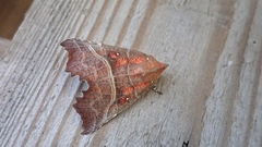 The Herald (Scoliopteryx libatrix)