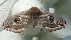 Nattpåfugløye (Saturnia pavonia)