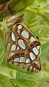 Queen of Spain Fritillary (Issoria lathonia)