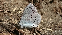 Holly Blue (Celastrina argiolus)