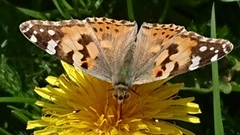 Painted Lady (Vanessa cardui)
