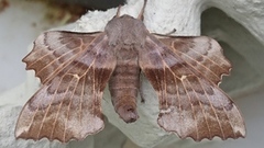 Poplar Hawk-moth (Laothoe populi)