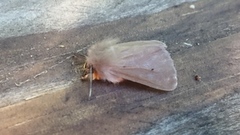 Muslin Moth (Diaphora mendica)