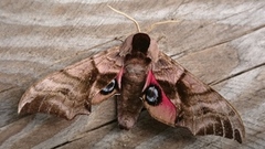 Kveldpåfugløye (Smerinthus ocellata)