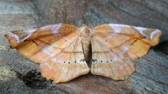 Lilac Beauty (Apeira syringaria)