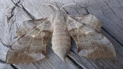 Poplar Hawk-moth (Laothoe populi)