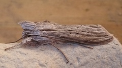 The Shark (Cucullia umbratica)