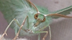 Large Emerald (Geometra papilionaria)