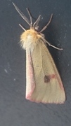 Clouded Buff (Diacrisia sannio)