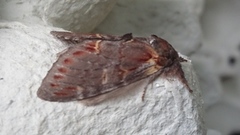 Iron Prominent (Notodonta dromedarius)