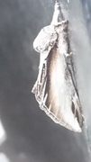 Swallow Prominent (Pheosia tremula)