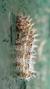 Comma Butterfly (Polygonia c-album)
