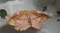 Lilac Beauty (Apeira syringaria)