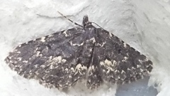 Waved Black (Parascotia fuliginaria)