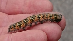 Buff-tip (Phalera bucephala)