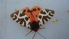 Garden Tiger (Arctia caja)