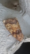 Frosted Orange (Gortyna flavago)
