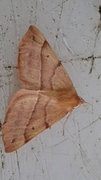 Feathered Thorn (Colotois pennaria)