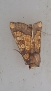 Frosted Orange (Gortyna flavago)
