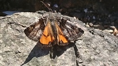 Orange Underwing (Archiearis parthenias)
