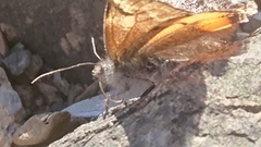 Orange Underwing (Archiearis parthenias)