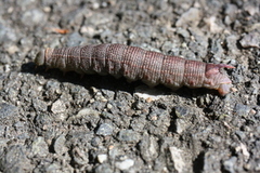 Lindesvermer (Mimas tiliae)