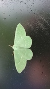 Large Emerald (Geometra papilionaria)