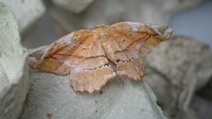 Lilac Beauty (Apeira syringaria)
