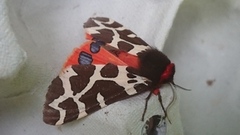 Garden Tiger (Arctia caja)