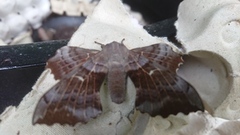 Poplar Hawk-moth (Laothoe populi)