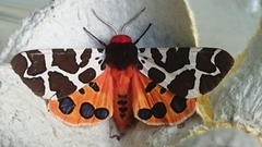 Garden Tiger (Arctia caja)