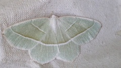 Light Emerald (Campaea margaritaria)