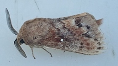 Pine Lappet (Dendrolimus pini)