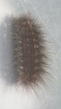 Punkttigerspinner (Spilosoma lubricipeda)