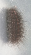 White Ermine (Spilosoma lubricipeda)