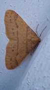 Scarce Umber (Agriopis aurantiaria)