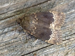 Tofarget pyramidefly (Amphipyra perflua)